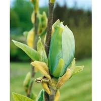 Magnolia Blütenmagnolie Blue Opal 60-80 cm - Die edle Blütenmagnolie Blue Opal begeistert mit eleganten, tulpenförmigen Blüten in violettblauen Nuancen. Ideal als Solitär oder Kübelpflanze, bringt sie Farbe und Duft in jeden Garten.