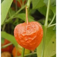 Produktbild Lampionblume - Physalis alkekengi