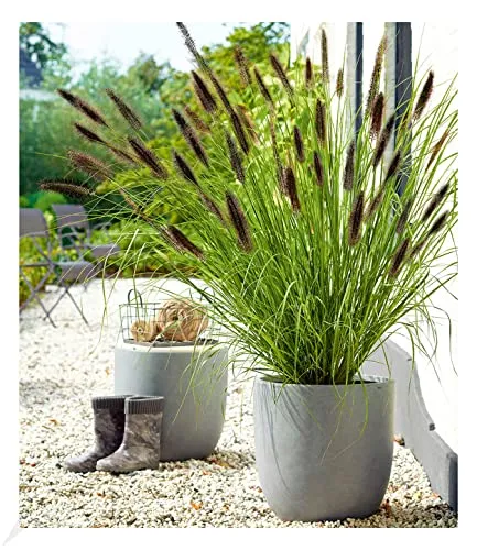 BALDUR Garten Schwarzes Lampenputzergras von BALDUR-Garten