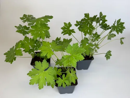 Geranium macrorrhizum Felsen-Storchschnabel, 9cm Topf