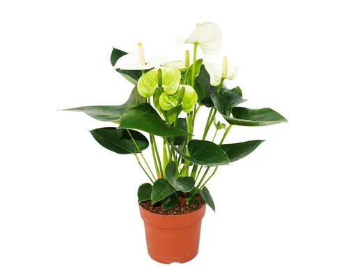 Exotenherz Zimmerpflanze Flamingoblume 