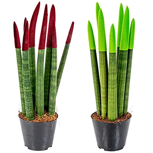 Bloomique Sansevieria Velvet Touch 2er-Set
