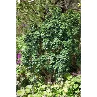 Japanischer Liguster Rotundifolium - Immergrüner Zierstrauch - Ziergehölze: Der Japanische Liguster 'Rotundifolium' überzeugt mit dichten, glänzenden Blättern und duftenden Blüten. Ideal für Hecken, Kübel oder als Solitärpflanze, pflegeleicht und schnittverträglich.