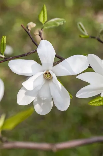 Kobus-Magnolie (Magnolia kobus) - Edles Blütengehölz für jeden Garten - Die Kobus-Magnolie ist ein beeindruckendes Blütengehölz, das mit seinen eleganten, duftenden Blüten im Frühjahr jeden Garten aufwertet. Ideal als Solitär oder in Gruppenpflanzungen.