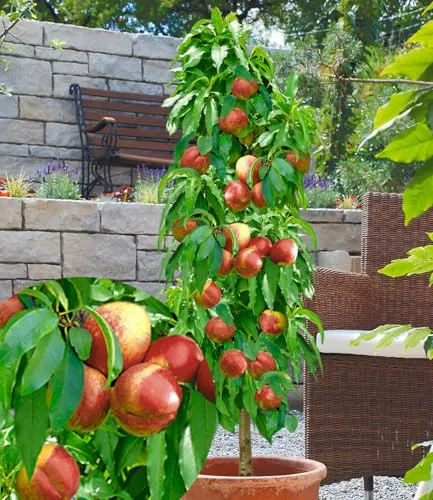 BALDUR Garten Säulen-Nektarine 'Licecol®', 1 Pflanze, Nektarinenbaum, Prunus persica, winterhart, platzsparende Säule für kleine Gärten, Balkone & Terrassen, blühend
