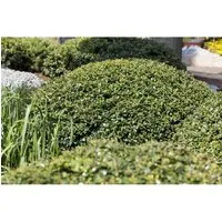 Ilex crenata 'Green Lustre' 20-25 cm
