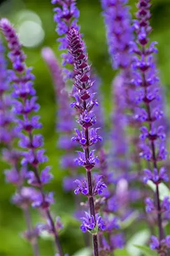 Salvia nemorosa 'Caradonna' 9x9 cm Topf – Winterhart, Mehrjährig, Pflegeleicht – Steppen-Salbei – Beetstaude für Garten & Bienenweide