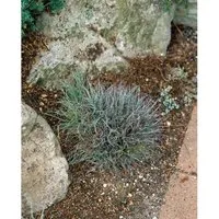 Luzula Pilosa Behaarte Hainsimse Ca. 9x9 cm Topf