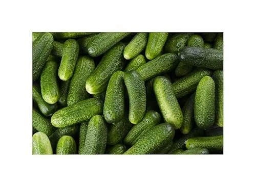 Stk - 5x Gurke Diamant F1 Mix EKO Gurken Gemüse - Samen KS523 - Seeds & Plants Shop by Ipsa