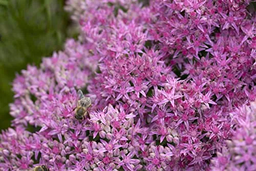 Sedum spectabile 'Carl' ca. 9x9 cm Topf - Fetthenne, rosa Blüten, Blütezeit August-Oktober, ideal für Steingärten, trockenheitsresistent, pflegeleicht