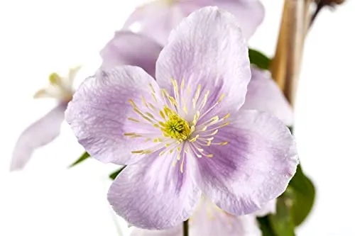 Clematis montana 'Rubens' 40–60 cm – Winterhart, Mehrjährig, Pflegeleicht – Berg-Waldrebe – Kletterpflanze für Pergola & Rankhilfe
