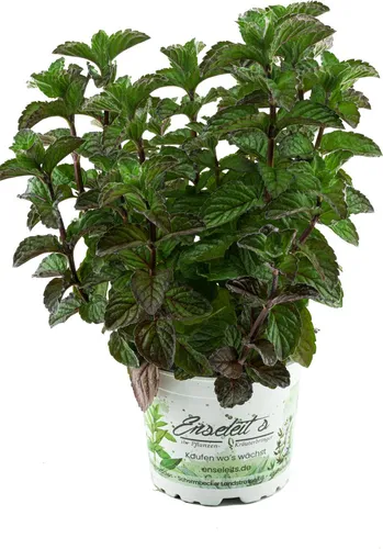 Enseleits Grapefruit-Minze, Minze Pflanze, Winterhart (Mentha suaveolens x piperita)