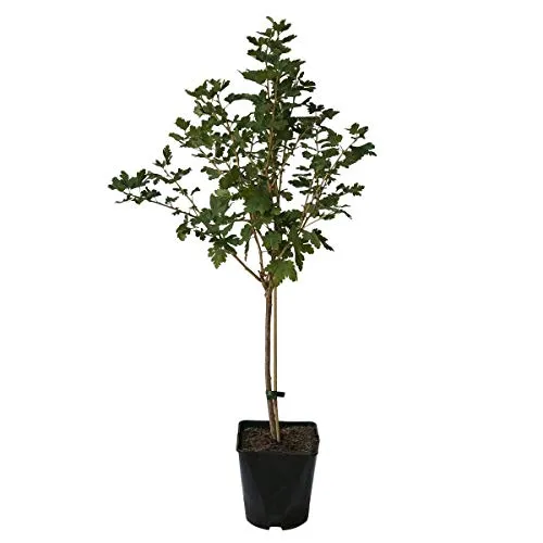 Captivator fast dornenlose Stachelbeere rote Früchte Fußstamm 50 cm Stamm 80-100 cm im 3-5 Liter Topf