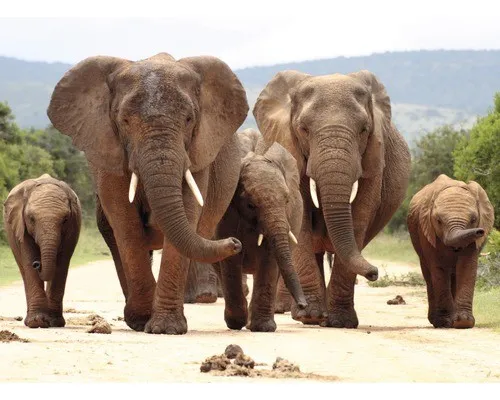 Fototapete Vlies 21617 African Elephant Herd - 8-tlg. 400 x 260 cm - Beeindruckende Fototapete mit afrikanischem Elefantenherden-Motiv, ideal für jeden Raum. Verleihen Sie Ihrem Zuhause eine exotische Note!