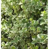 Weißbunte Kriechspindel Emerald Gaiety 20-30cm - Euonymus fortunei