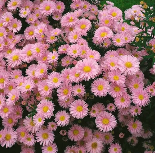 Aster novi-belgii 'Patricia Ballard' 9x9 cm Topf – Winterhart, Mehrjährig, Pflegeleicht – Glattblatt-Aster – Staude für Beet & Rabatte