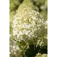 Hydrangea Paniculata Magical® Mont Blanc 30-40 cm