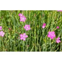 Dianthus Deltoides Roseus Heidenelke Ca. 9x9 cm Topf