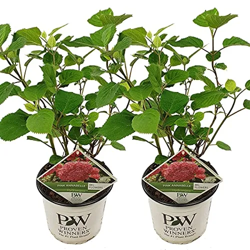 Bloomique - 2er-Set - Hydrangea Pink Annabelle - Hortensie - Rosa - Gartenpflanzen - Winterhart - 40-50 cm Hoch - Topf 19 cm