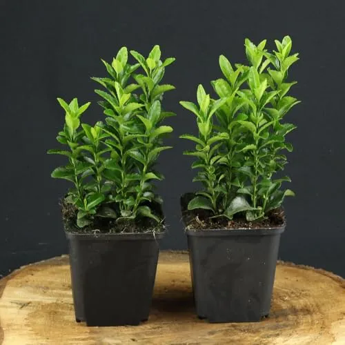 Euonymus japonicus Green Spire von INTRAGARTEN | Winterharte Heckenpflanze