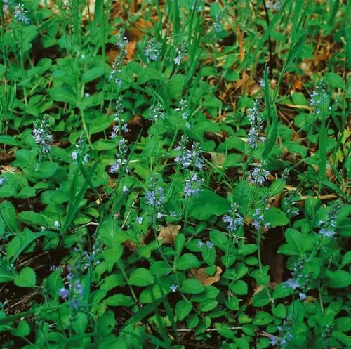 Veronica officinalis 9x9 cm Topf – Winterhart, Mehrjährig, Pflegeleicht – Echter Ehrenpreis – Bodendecker für Beet & Steingarten