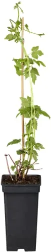 Produktbild Humulus lupulus Wilder Hopfen 40-60 cm – Winterhart, Mehrjährig, Pflegeleicht – Hopfen – Kletterpflanze für Pergola & Rankhilfe