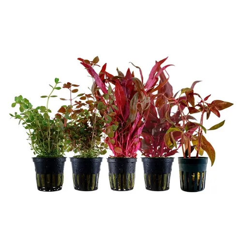 Aquaone Wasserpflanze 'Buntes' Set mit 5 Pflanzen - Wasserpflanzen-Set mit 5 volldurchwurzelten Pflanzen, ideal für ein farbenfrohes Aquarium und zur Verbesserung der Wasserqualität.