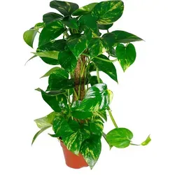 Scindapsus aureum am Moosstab - Efeutute im 15cm Topf, 50cm hoch - Zimmerpflanze mit luftverbessernden Eigenschaften. Die Efeutute bringt mit ihrem grün-goldenen Farbspiel frischen Glanz in dunkle Ecken und fördert ein gesundes Raumklima.