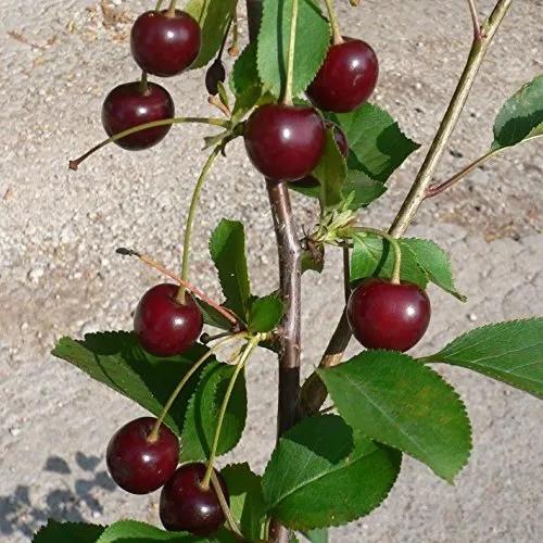 Sauerkirsche »Achat«