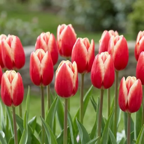 Tulpenzwiebeln Winterhart Mehrjährig von DUTCH BULBS