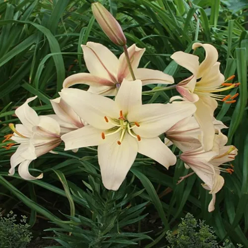 Lilie Blumenzwiebeln Zwiebeln Blumen Asiatische Lilie Pearl Frances 1 St.