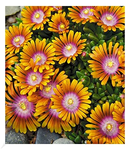 BALDUR Garten 3x Bodendecker Delosperma 'Fire Spinner®' Eisblumen, Pflanzen im 9x9 cm-Topf, Steingarten, winterharte Staude, trockenresistent, mehrjährig, bienenfreundlich, Delosperma congestum