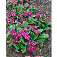 Primula X Pruhoniciana Perle Von Bottrop Ca. 9x9 cm Topf