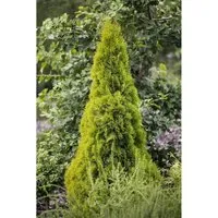 Thuja occidentalis 'Golden Smaragd' - Lebensbaum 60-80 cm - Heckenpflanzen: Immergrüne Thuja 'Golden Smaragd' mit leuchtend goldgelbem Nadelkleid, pflegeleicht, winterhart und ideal für dichten Sichtschutz.