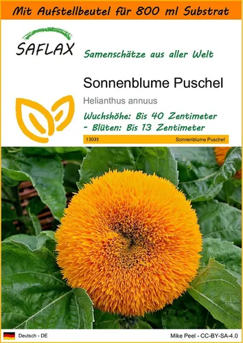SAFLAX Blumensamen SAFLAX - Garden in the bag - Sonnenblume Puschel