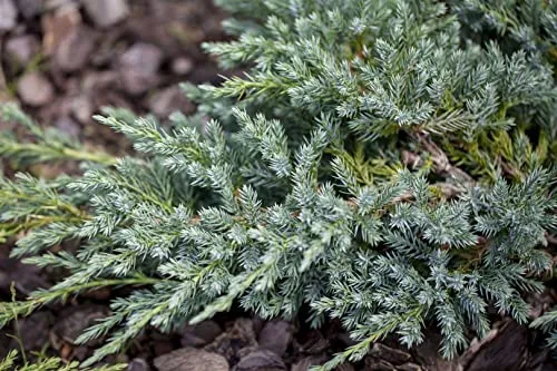 Juniperus squamata 'Blue Swede' 25-30 cm – Winterhart, Immergrün, Pflegeleicht – Zwergwacholder – Ziergehölz für Steingarten & Kübel