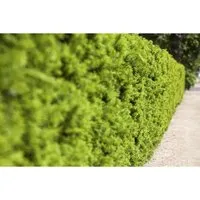 Pflanzen für Dich Konifere Taxus media Hicksii - Immergrüne Bechereibe für formale Gärten - Ziergehölze: Die pflegeleichte Taxus media 'Hicksii' bietet ganzjährig eleganten Sichtschutz und ist ideal für formale Gärten. Ihre dichte, säulenförmige Wuchsform und winterharten Eigenschaften machen sie zur perfekten Wahl für jeden Garten.