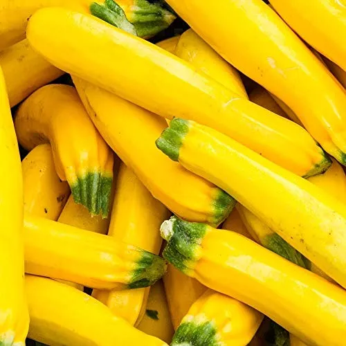 Zucchini Goldena Samen