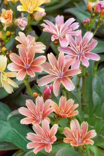Pflanzen für Dich Staude Lewisia long. Little Plum, 1 St., Lewisie, Bitterwurz