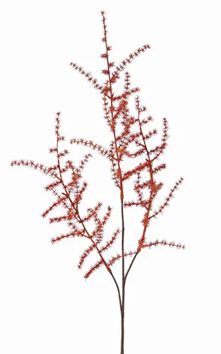 artplants Deko Zweig Asparagus acutifolius Zweig HANS, orange, 70cm