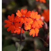Produktbild Orangerote Lichtnelke Vesuvius - Lychnis arkwrightii