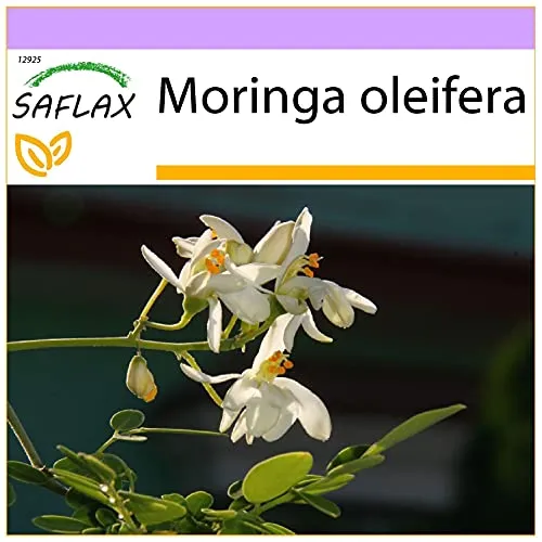 SAFLAX