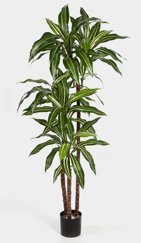 Kunstbaum Deko Dracaena Fragrans Staude, 150 cm – Kunstpflanze für stilvolle Innenräume - Die 150 cm hohe Dracaena Fragrans von artplants bringt frisches Grün in Ihr Zuhause. Ideal zur Dekoration, pflegeleicht und perfekt für den Innenbereich. Lieferung ohne Dekoration.