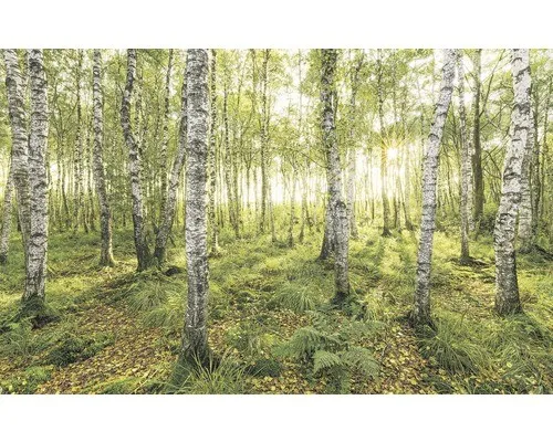 Komar Vliestapete Digitaldruck von Komar