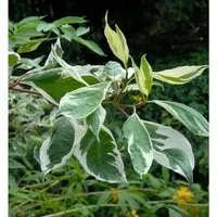 Weißbunter Hartriegel 40-60cm - Cornus alba