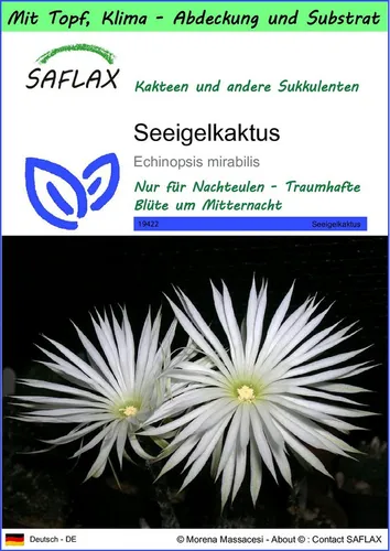 SAFLAX Blumensamen SAFLAX - Garden to go - Seeigelkaktus