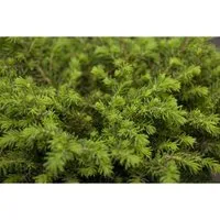 Pflanzen für Dich Konifere Picea abies Echiniformis - Ziergehölze, kompakte Zwergfichte mit igelartigem Wuchs, ideal für Steingärten und Terrassen, pflegeleicht und winterhart.