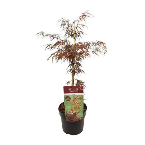 Fächerahorn Acer palmatum 'Granat' – Winterharte Gartenpflanze mit roten Blättern