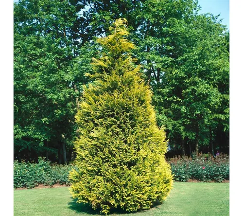 Pflanzen für Dich Konifere Chamaecyparis lawsoniana Stewartii - Ziergehölz mit leuchtend goldgelben Triebspitzen, ideal als Solitär oder Hecke, pflegeleicht und winterhart für einen eleganten Garten.