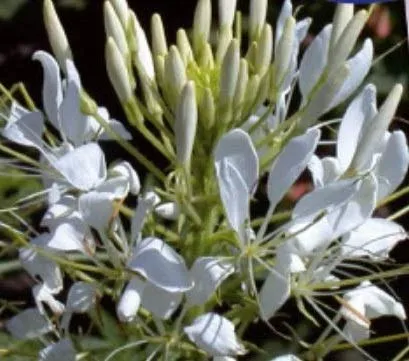 Stk - 30x Katzenschnurrbart White Queen (Cleome)- Spinnenpflanze Samen KS357 - Seeds & Plants Shop by Ipsa